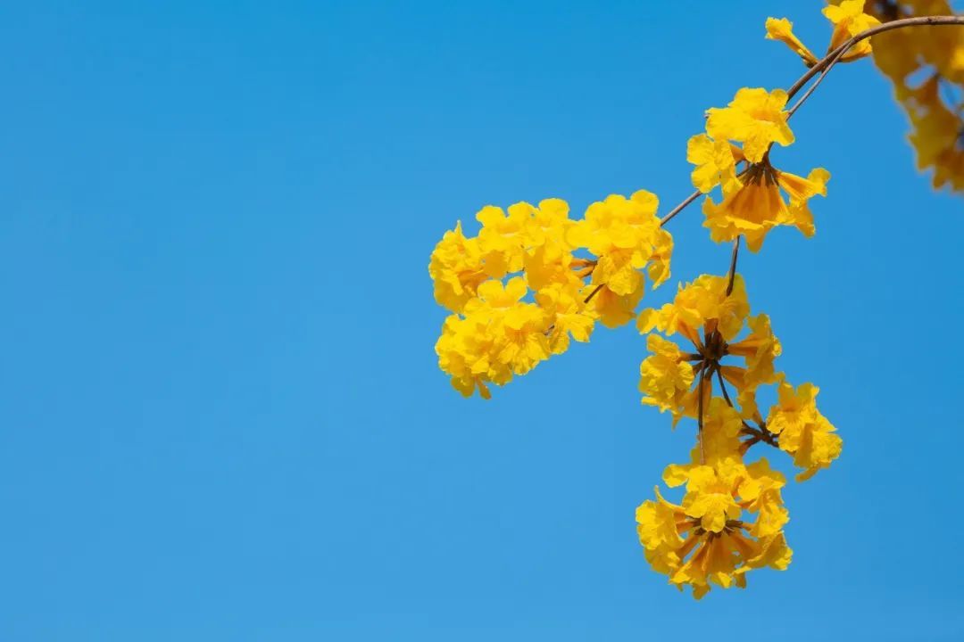 春天的应季水果，营养丰富还养颜